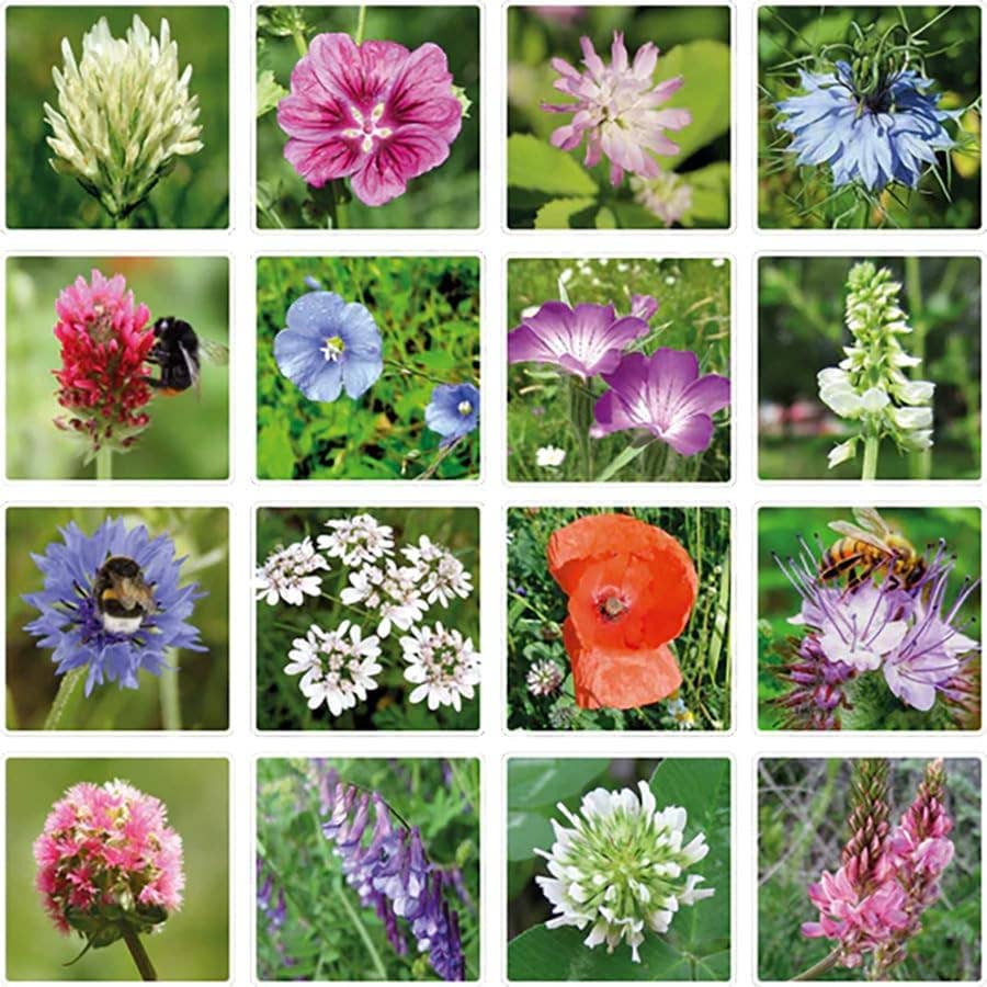 Dear Teacher Seed Bomb Box | Wildflower Balls |