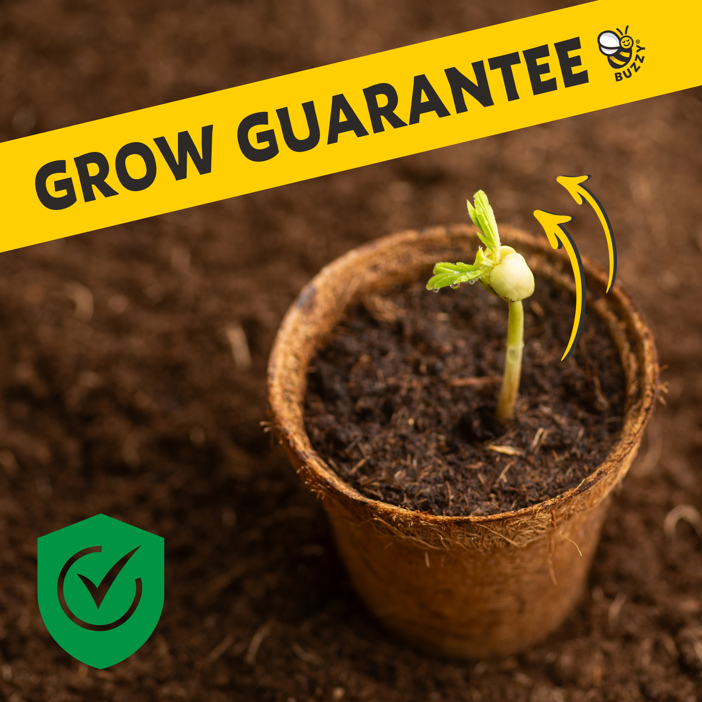 Kids Flower Grow Pail | Daisy Grow Kit |