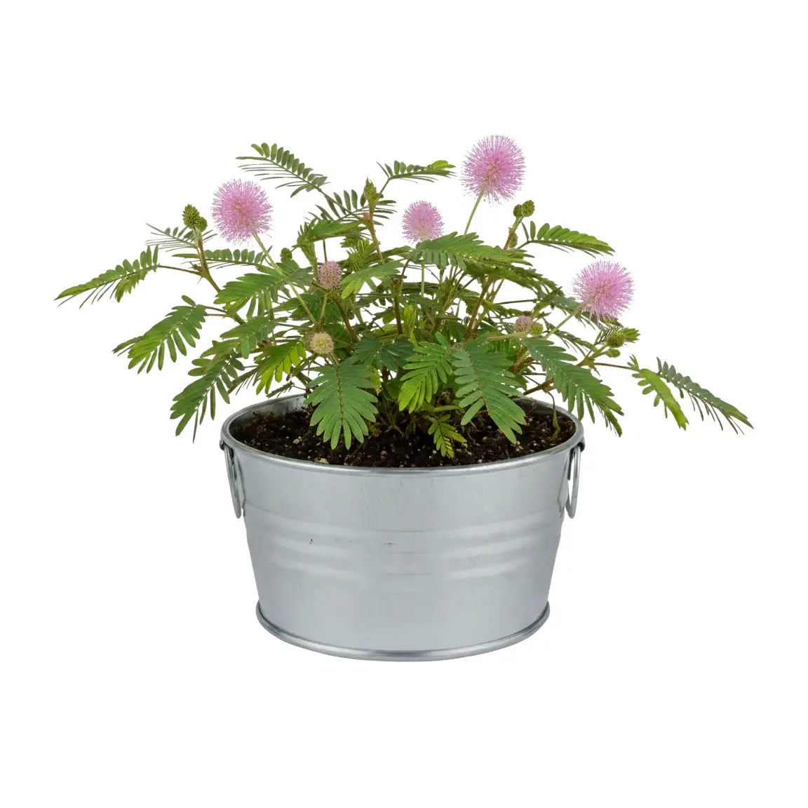 Kids Mini Basin Sensitive Plant Grow Kit | Indoor Kit |