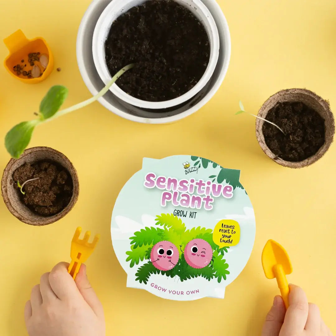 Kids Mini Basin Sensitive Plant Grow Kit | Indoor Kit |